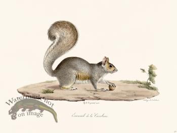 Cuvier 277 Earolin Squirrel